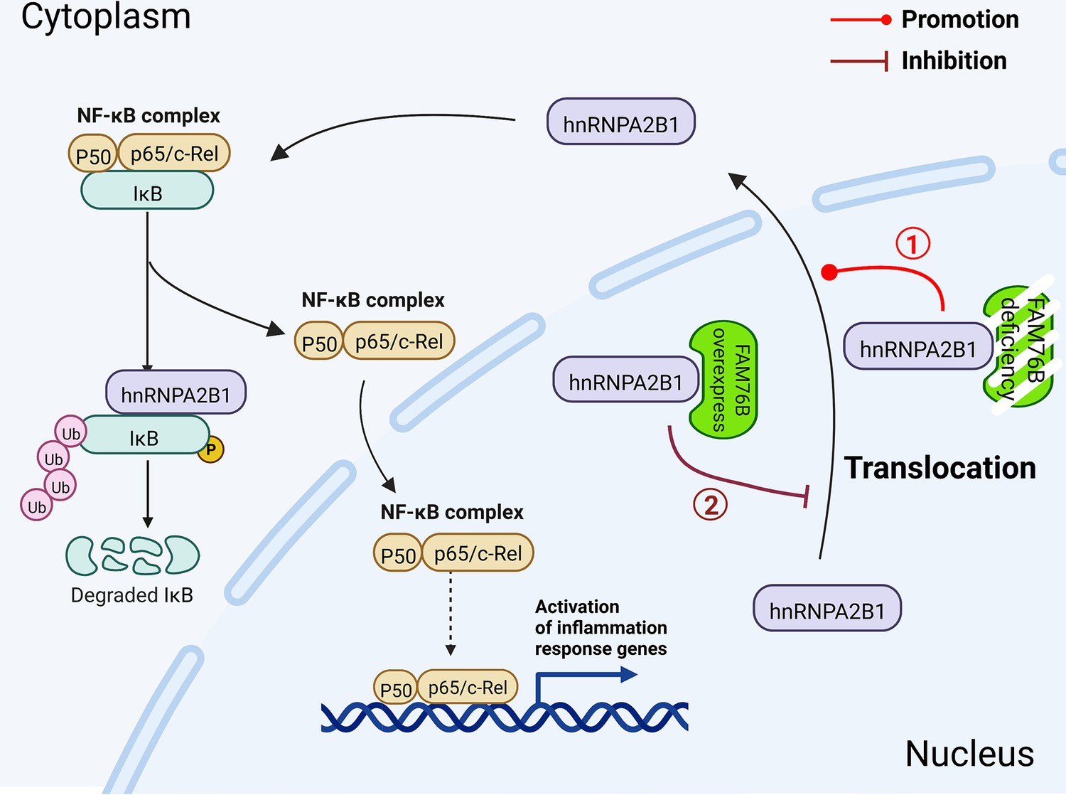 Figures And Data In FAM76B Regulates NF-κB-mediated Inflammatory ...