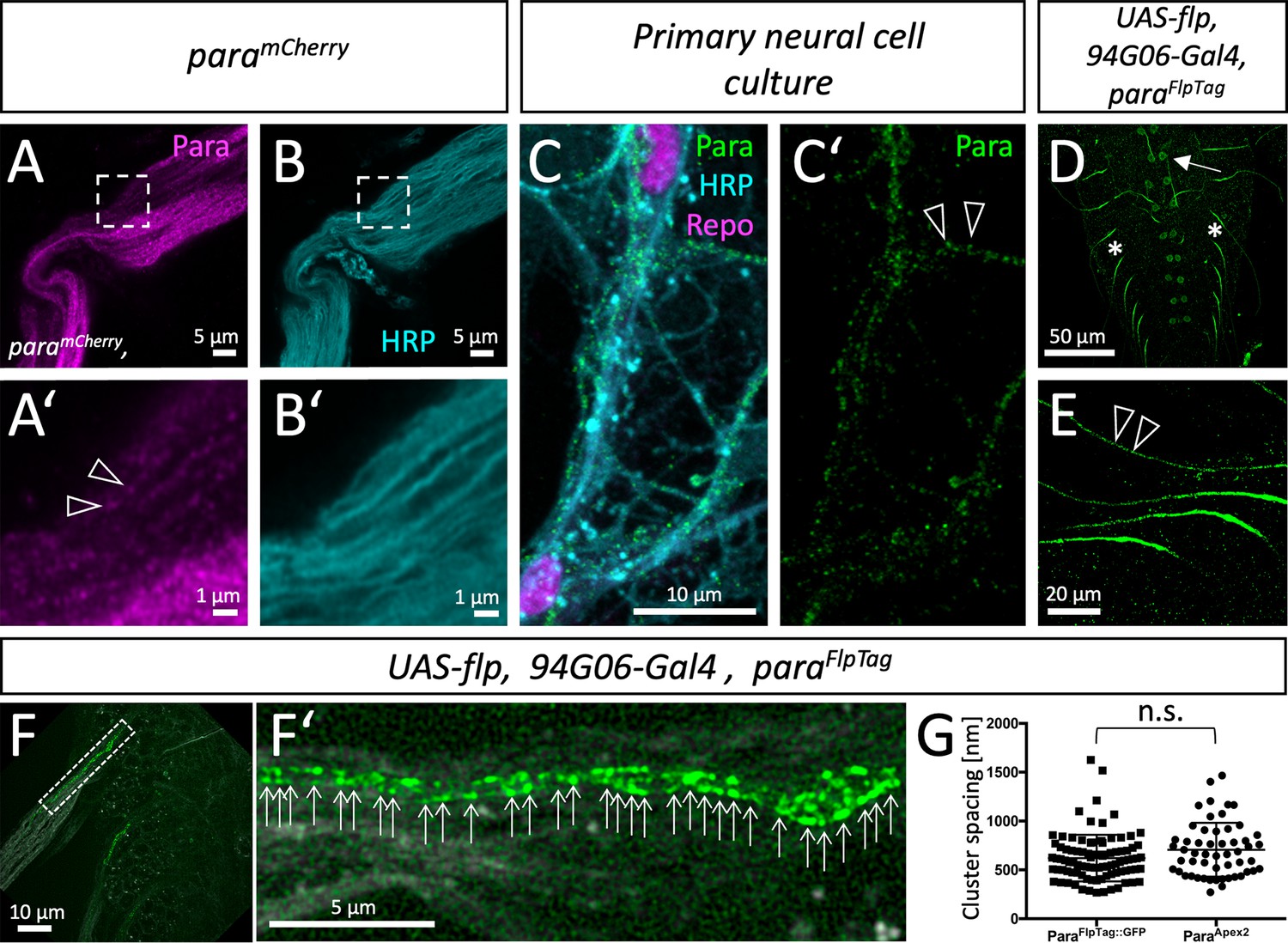 Glial-dependent clustering of voltage-gated ion channels in