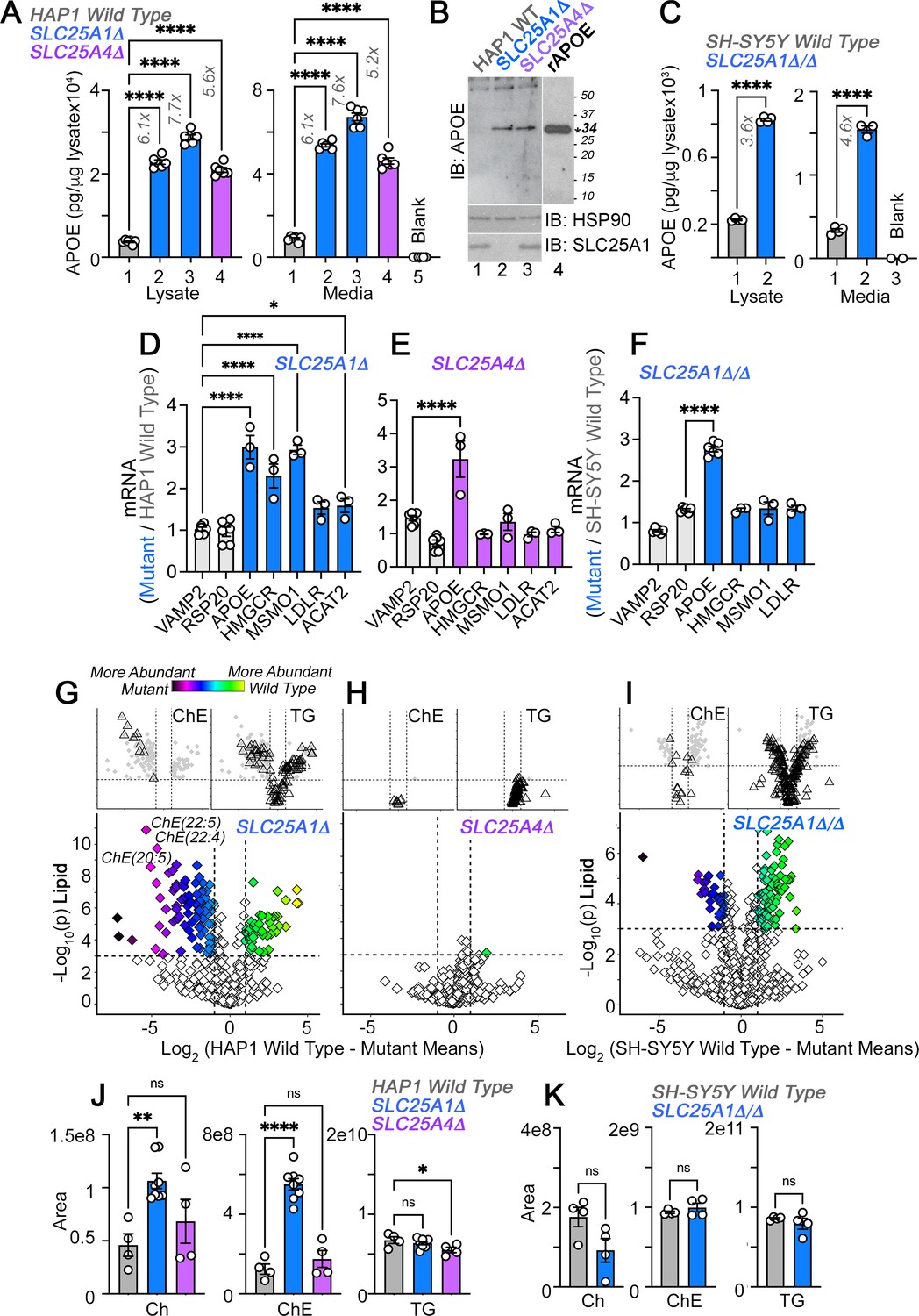 APOE Expression And Secretion Are Modulated By Mitochondrial ...