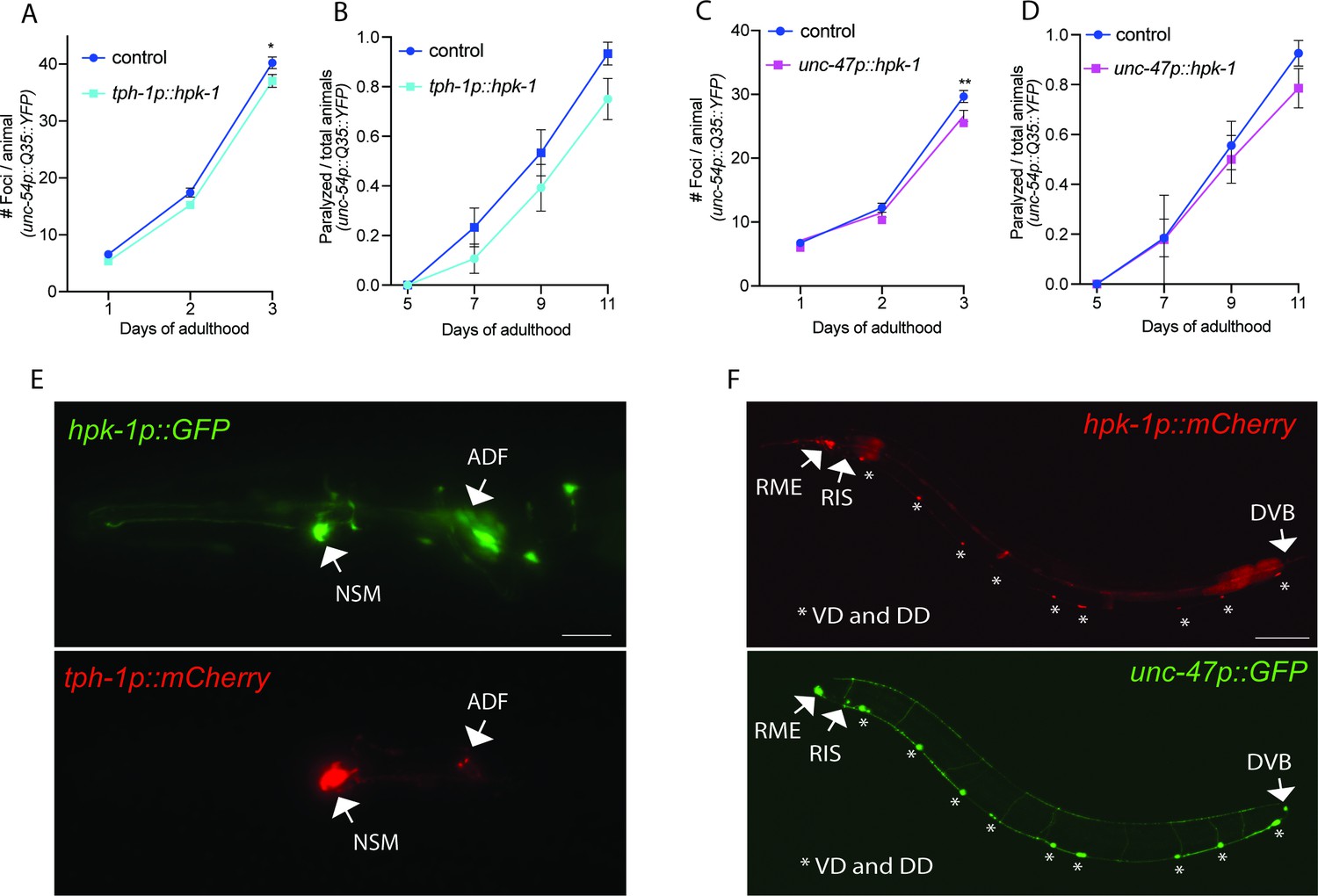 Homeodomain-interacting protein kinase maintains neuronal homeostasis  during normal Caenorhabditis elegans aging and systemically regulates  longevity from serotonergic and GABAergic neurons | eLife