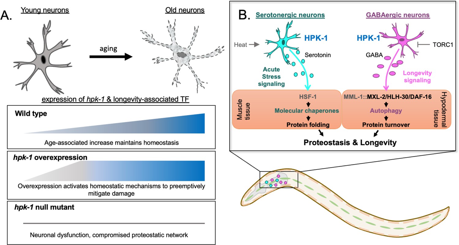 Homeodomain-interacting protein kinase maintains neuronal