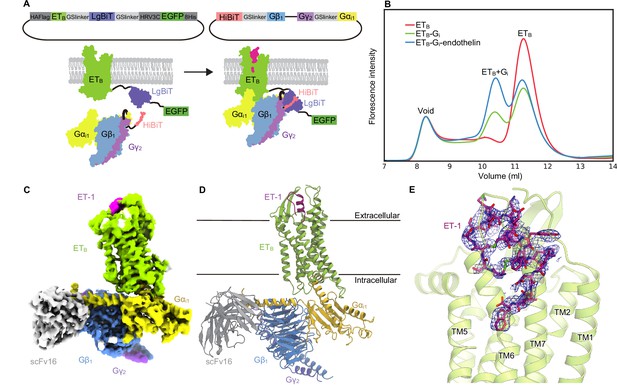 Cryo Em Structure Of The Endothelin Etb Gi Complex Elife