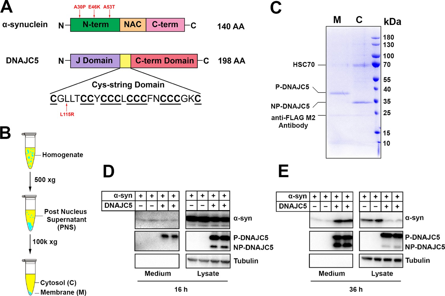 Unconventional Secretion Of α-synuclein Mediated By Palmitoylated ...