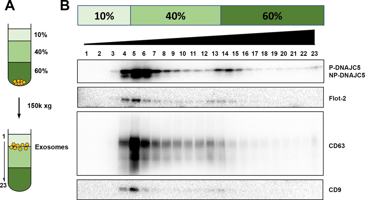 Figures And Data In Unconventional Secretion Of α-synuclein Mediated By ...