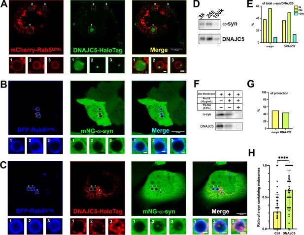 Unconventional Secretion Of α-synuclein Mediated By Palmitoylated ...