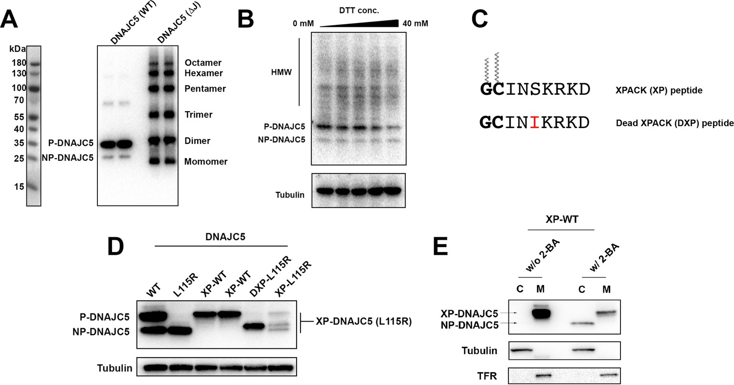 Figures And Data In Unconventional Secretion Of α-synuclein Mediated By ...