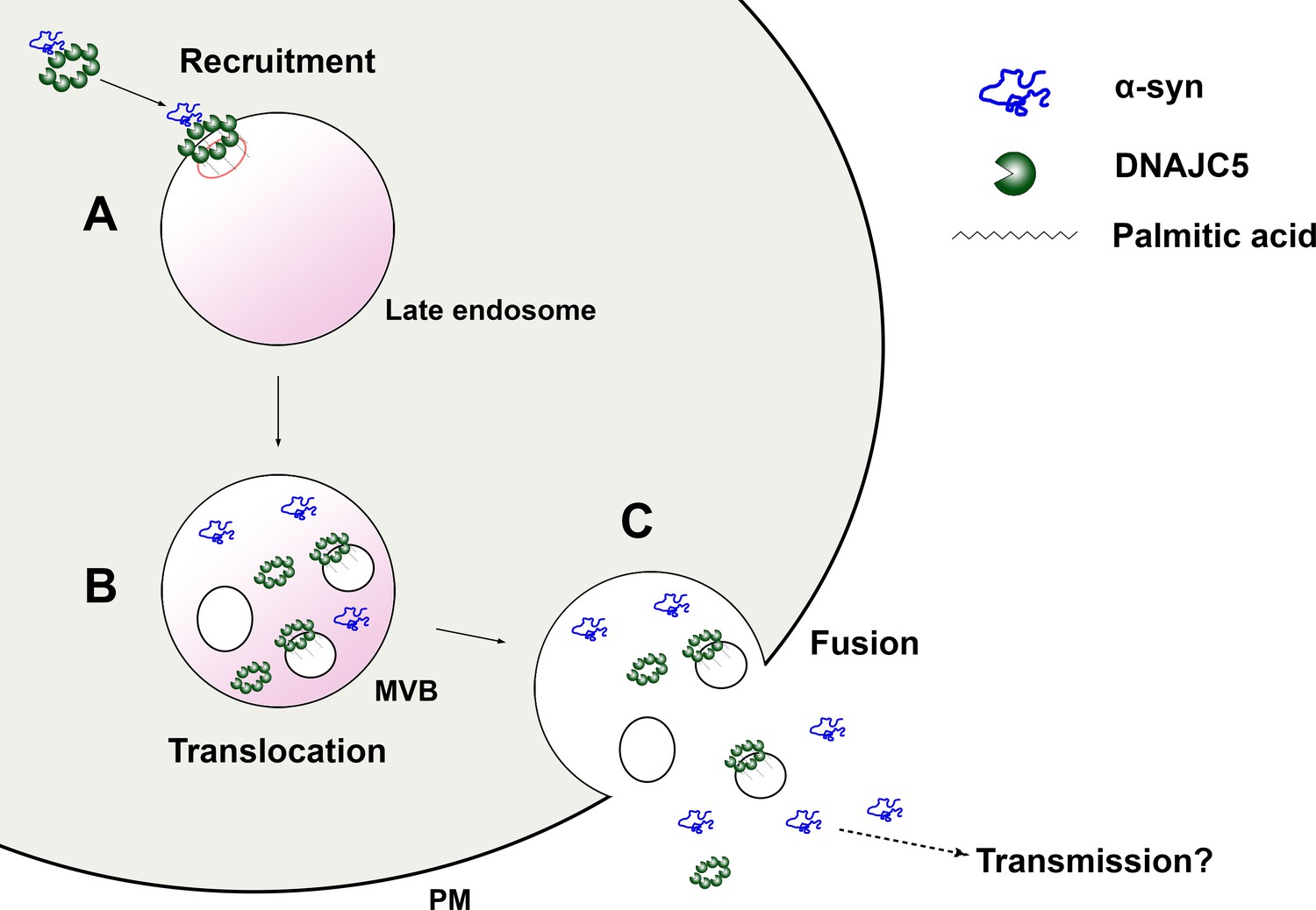 Unconventional Secretion Of α-synuclein Mediated By Palmitoylated DNAJC5 Oligomers | ELife