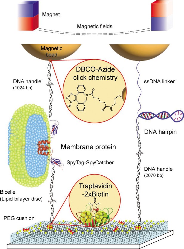 Forces Of Change Optical Tweezers In Membrane Remodeling Studies