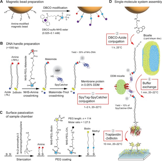 Forces Of Change Optical Tweezers In Membrane Remodeling Studies