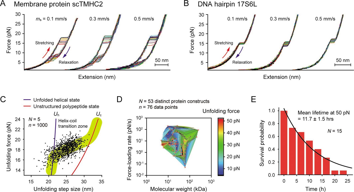 Robust Membrane Protein Tweezers Reveal The Folding Speed Limit Of ...