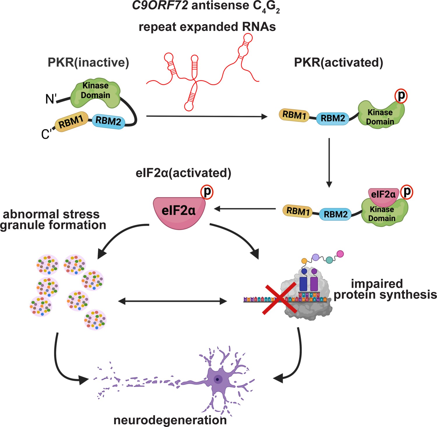 Antisense But Not Sense Repeat Expanded Rnas Activate Pkr Eif