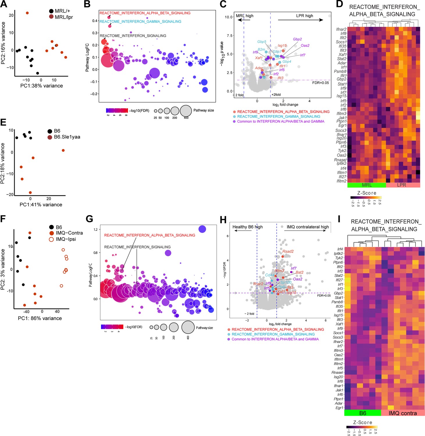 The interferon-rich skin environment regulates Langerhans