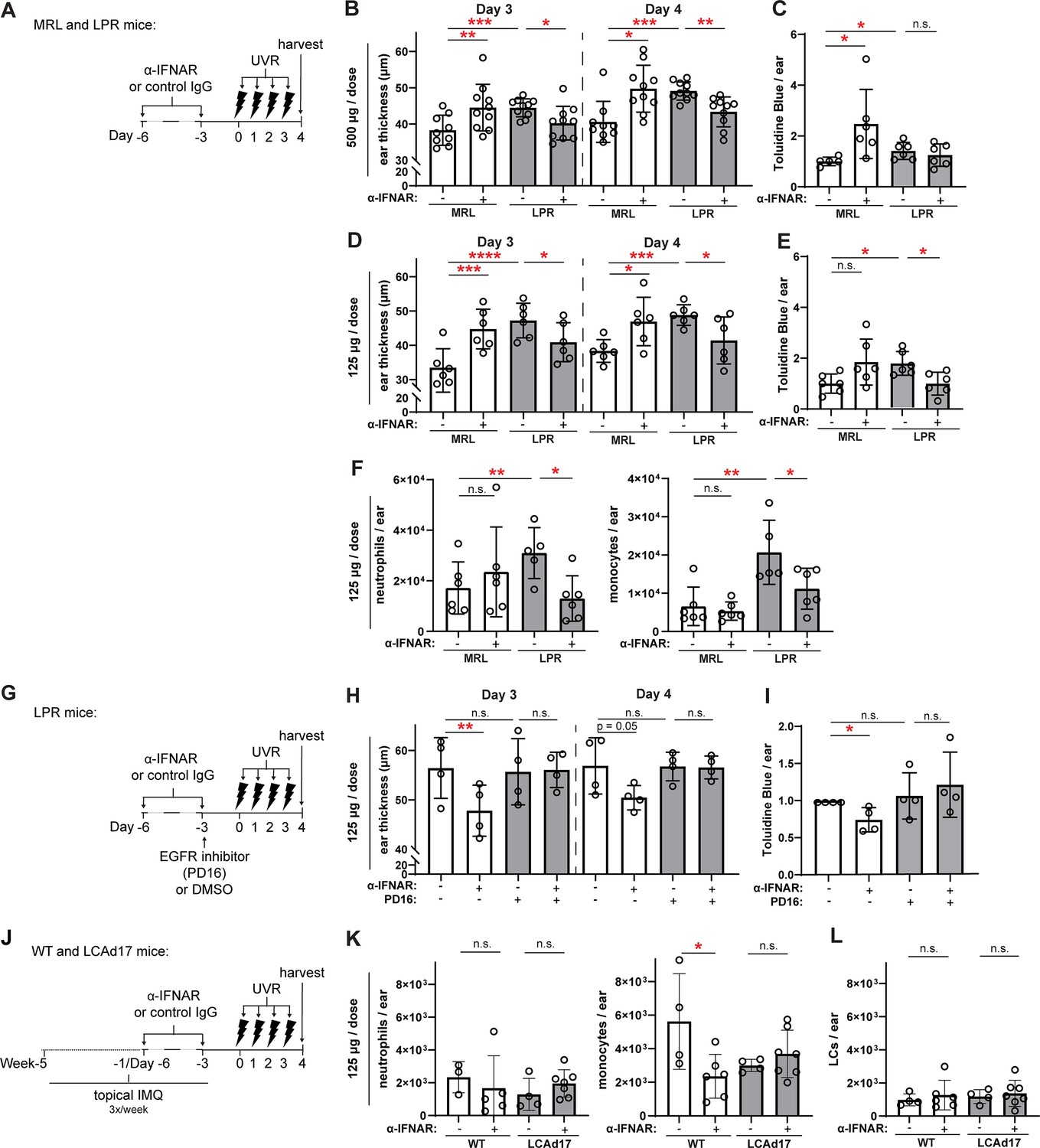 The interferon-rich skin environment regulates Langerhans