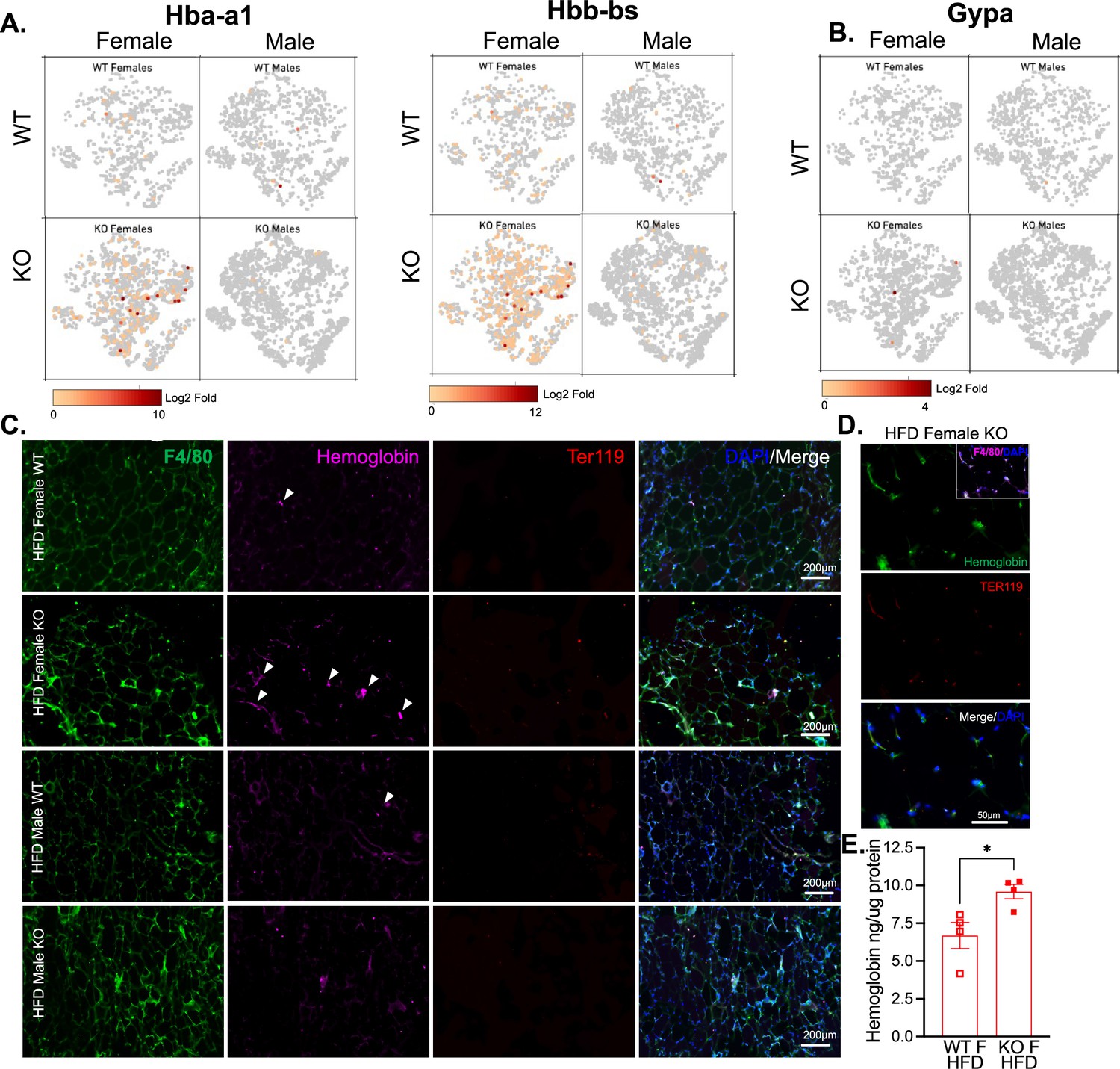 Sexual Dimorphism In Obesity Is Governed By Relmα Regulation Of Adipose Macrophages And 5916