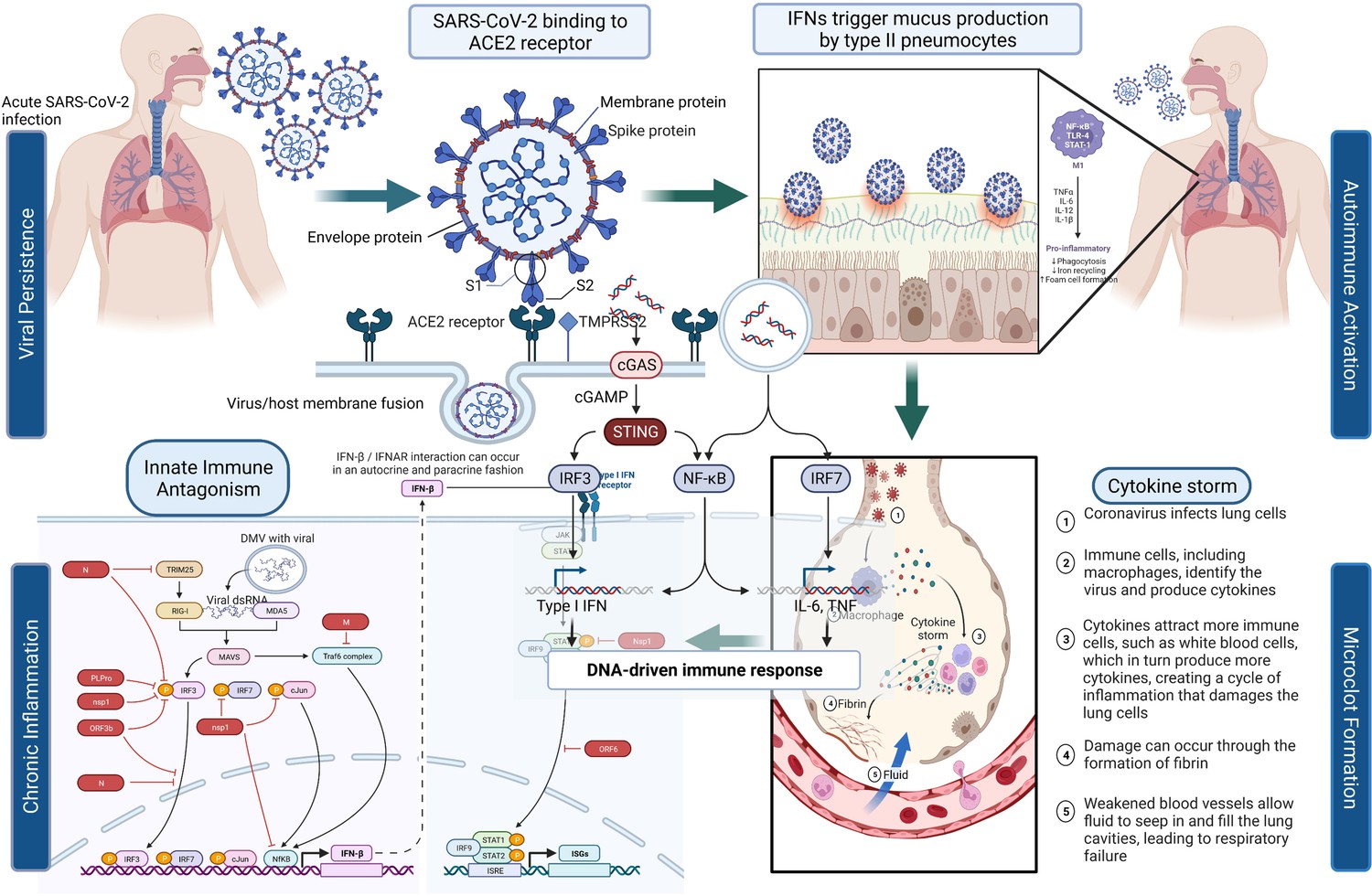 Pathogenic mechanisms of post-acute sequelae of SARS-CoV-2 infection ...