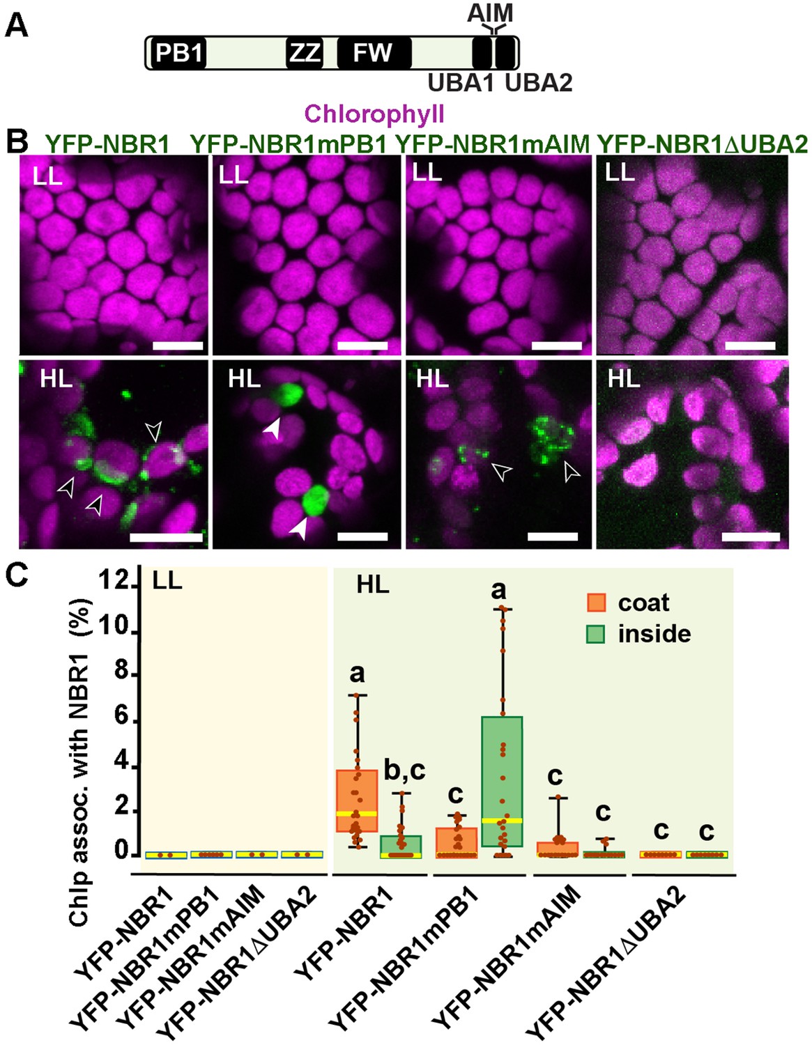 The autophagy receptor NBR1 directs the clearance of photodamaged