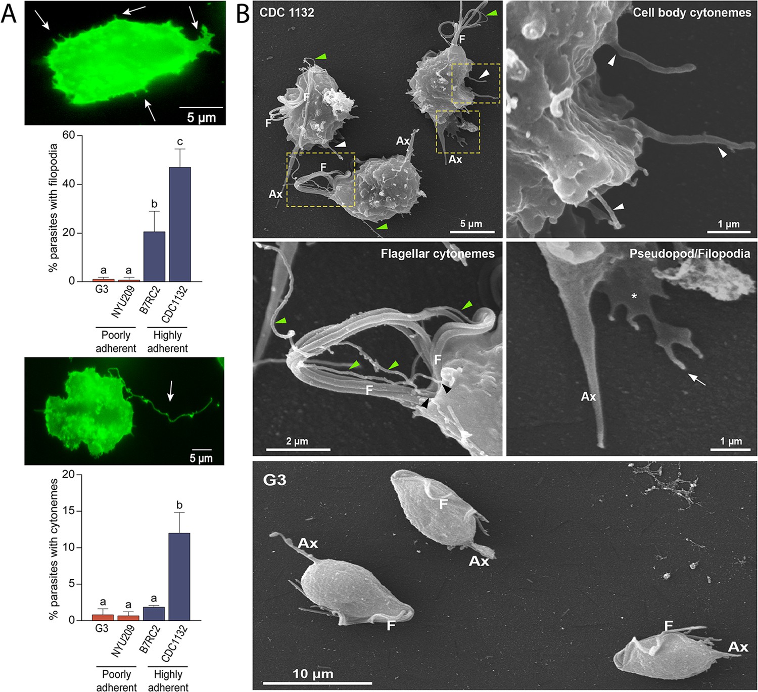 Role of cytoneme structures and extracellular vesicles in