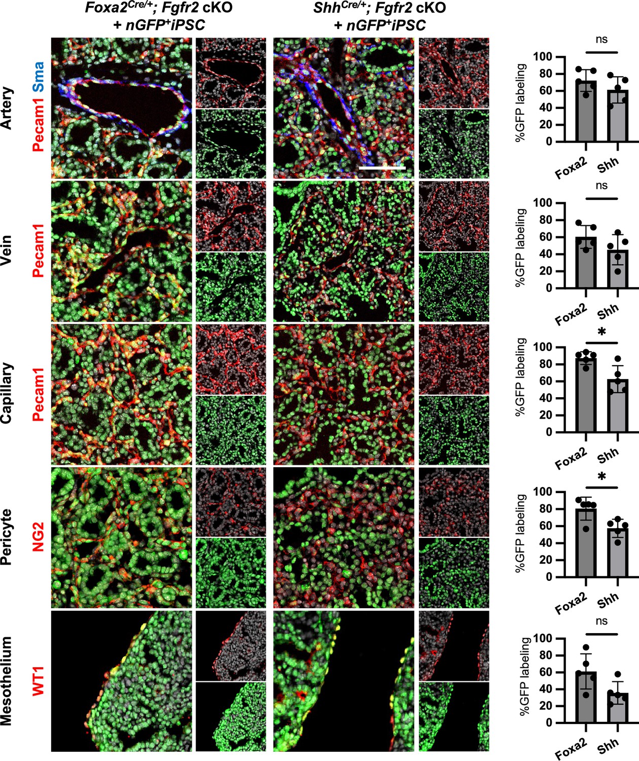 Figures And Data In Conditional Blastocyst Complementation Of A