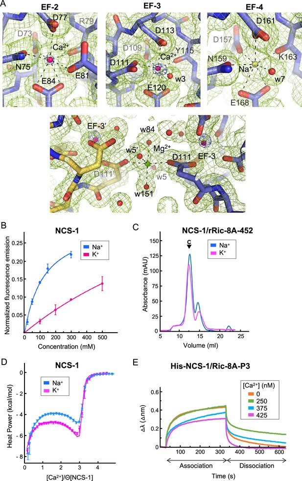 The Neuronal Calcium Sensor Ncs Regulates The Phosphorylation State