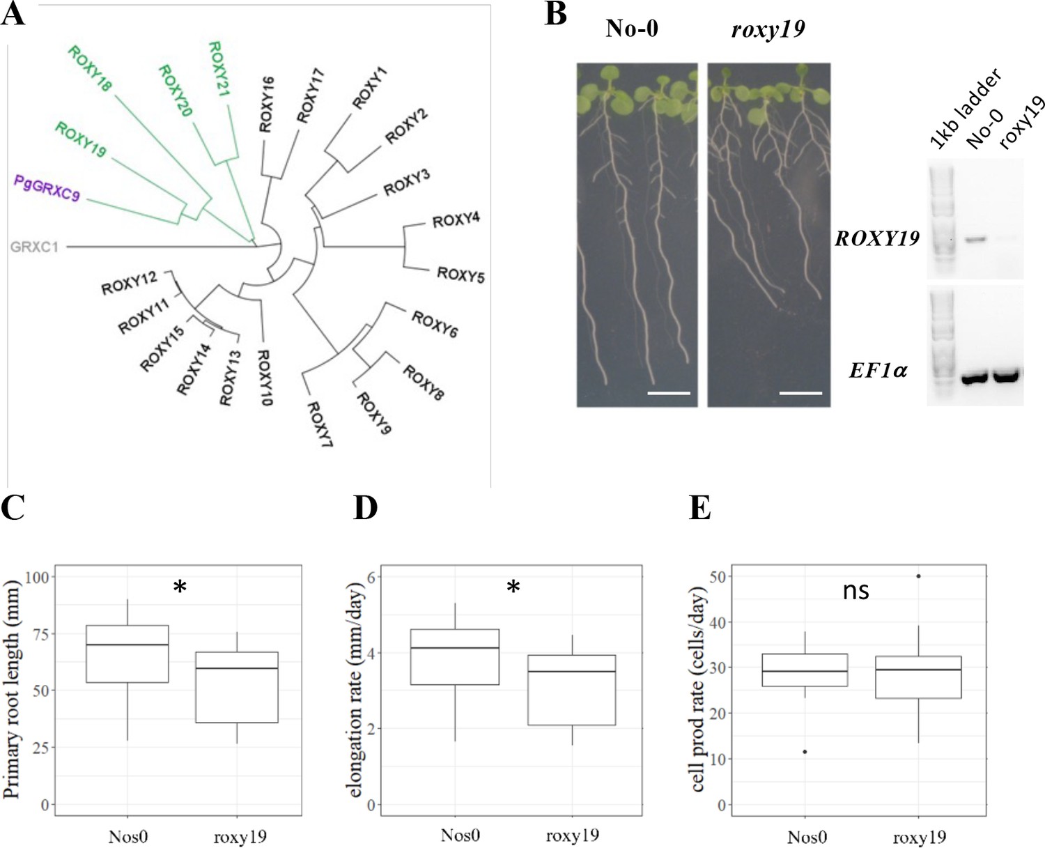 The squeeze cell hypothesis for the activation of jasmonate
