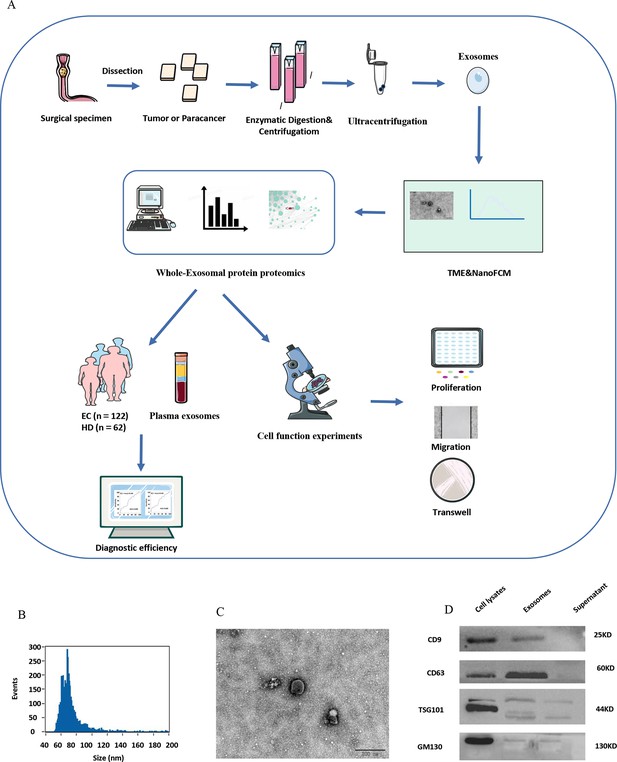 Tissue-derived exosome proteomics identifies promising diagnostic ...