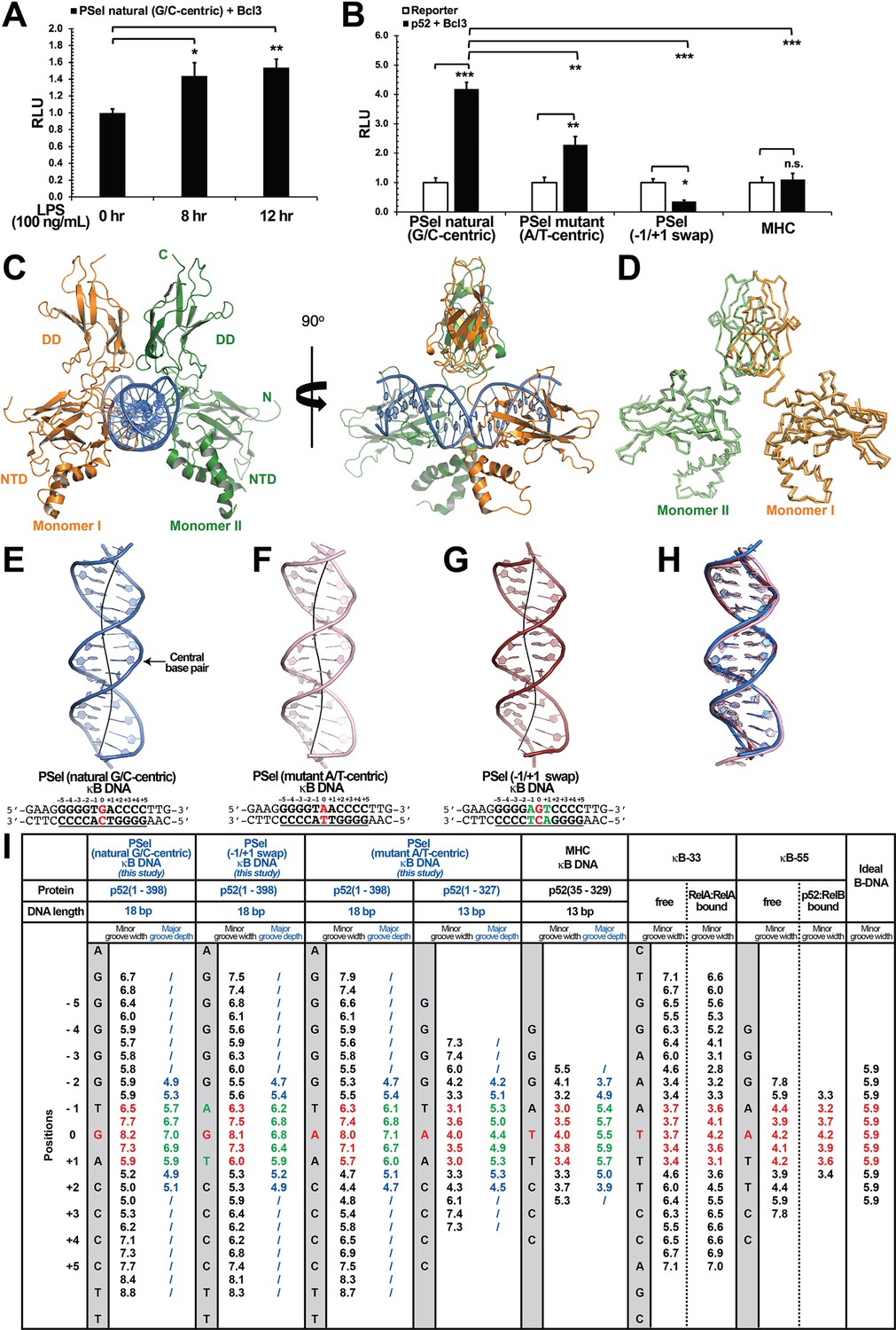 Structures of NF κB p52 homodimer DNA complexes rationalize binding