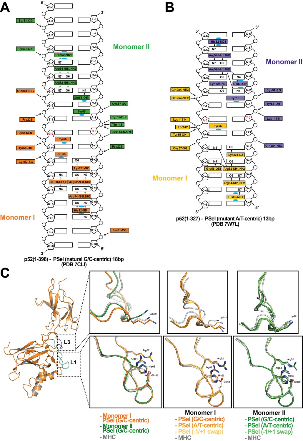 Figures and data in Structures of NF-κB p52 homodimer-DNA complexes ...