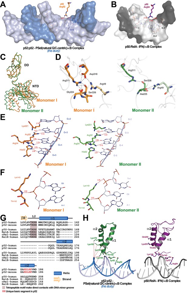 Structures of NF-κB p52 homodimer-DNA complexes rationalize binding ...