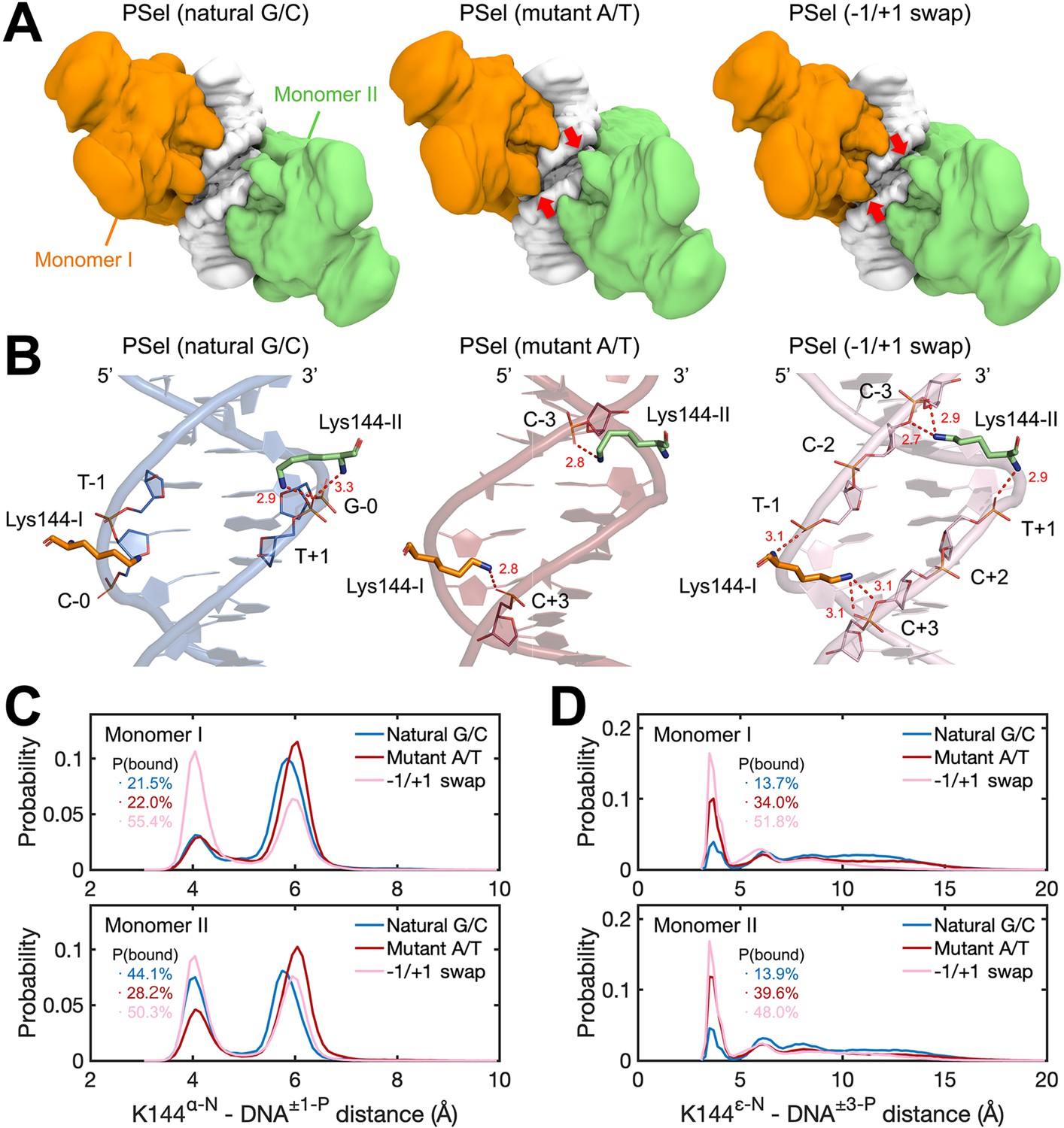 Structures of NF-κB p52 homodimer-DNA complexes rationalize binding ...