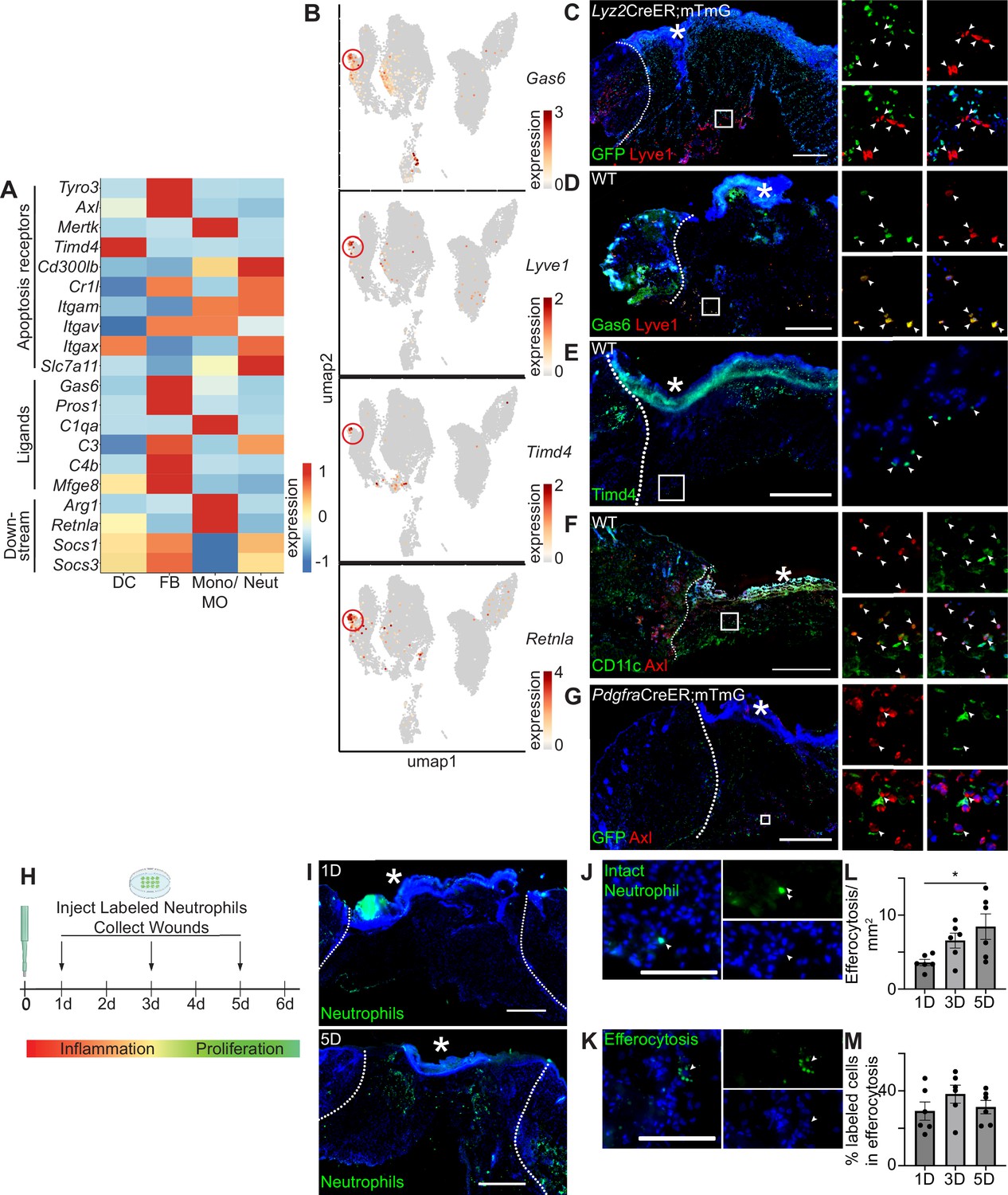 figures-and-data-in-apoptosis-recognition-receptors-regulate-skin