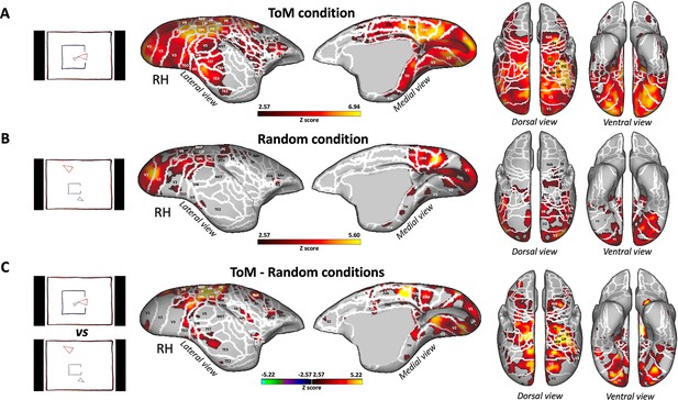 Gaze Patterns And Brain Activations In Humans And Marmosets In The ...