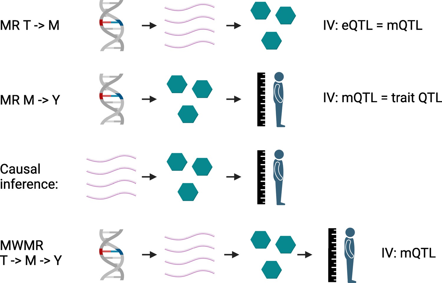 Genetics: The Next Step In Mendelian Randomization | ELife