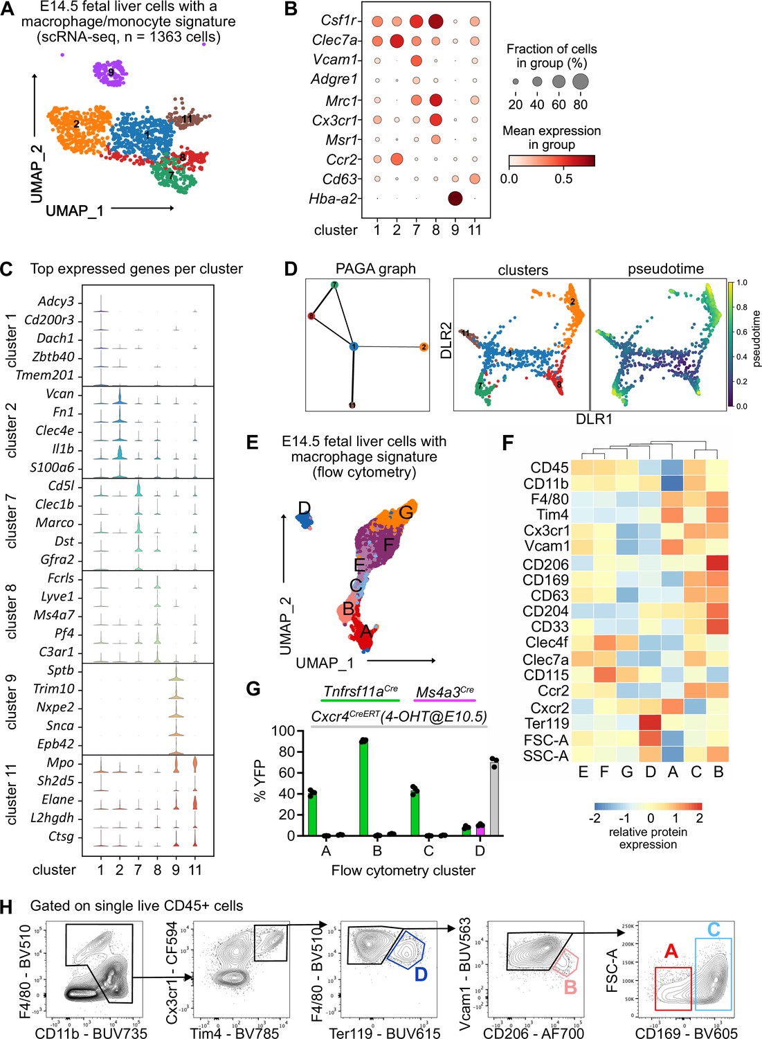 Fetal liver macrophages contribute to the hematopoietic stem cell niche ...