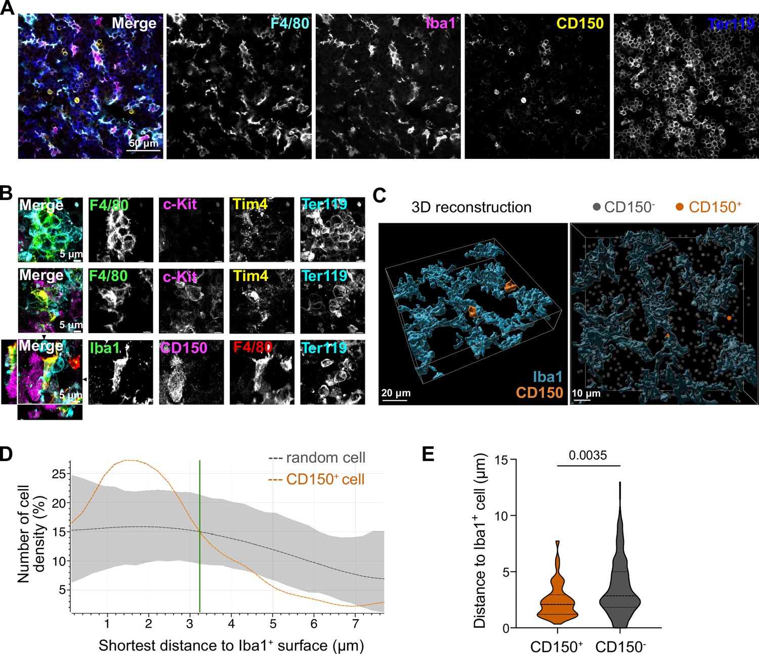 Fetal liver macrophages contribute to the hematopoietic stem cell niche ...