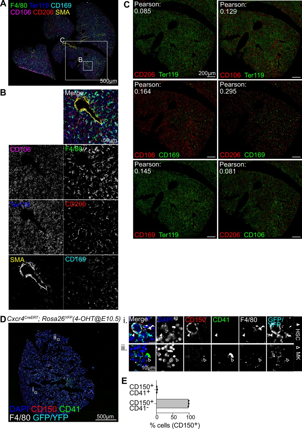 Figures and data in Fetal liver macrophages contribute to the ...