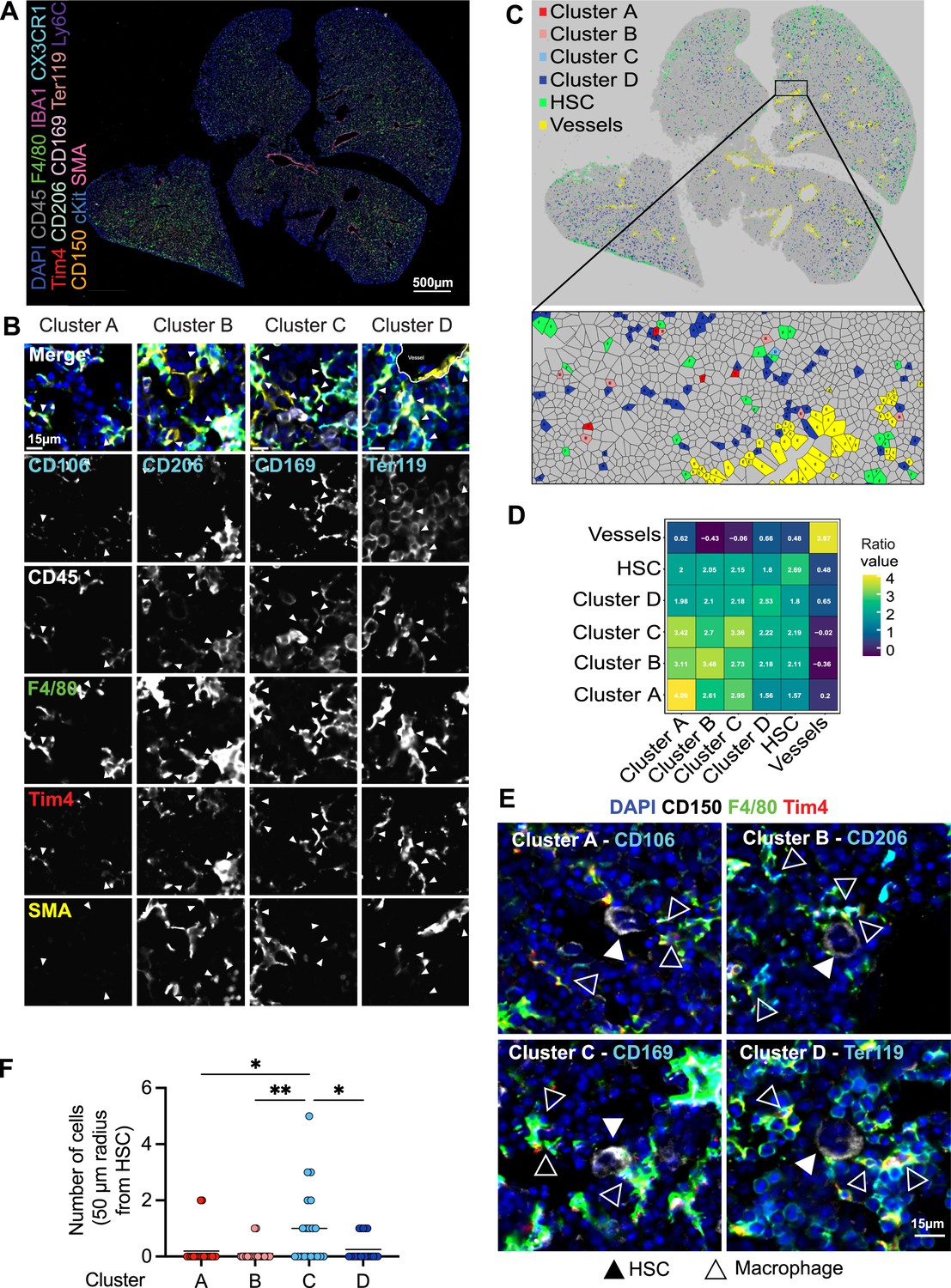 Fetal liver macrophages contribute to the hematopoietic stem cell niche ...