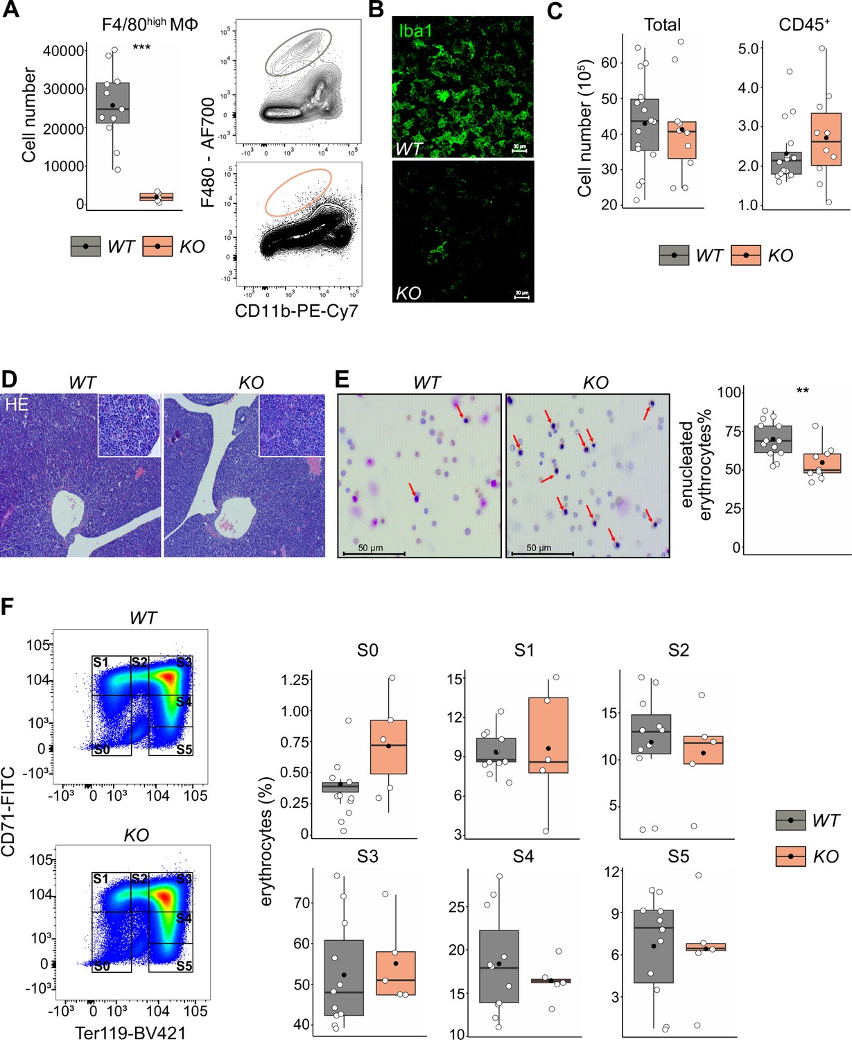Fetal liver macrophages contribute to the hematopoietic stem cell niche ...