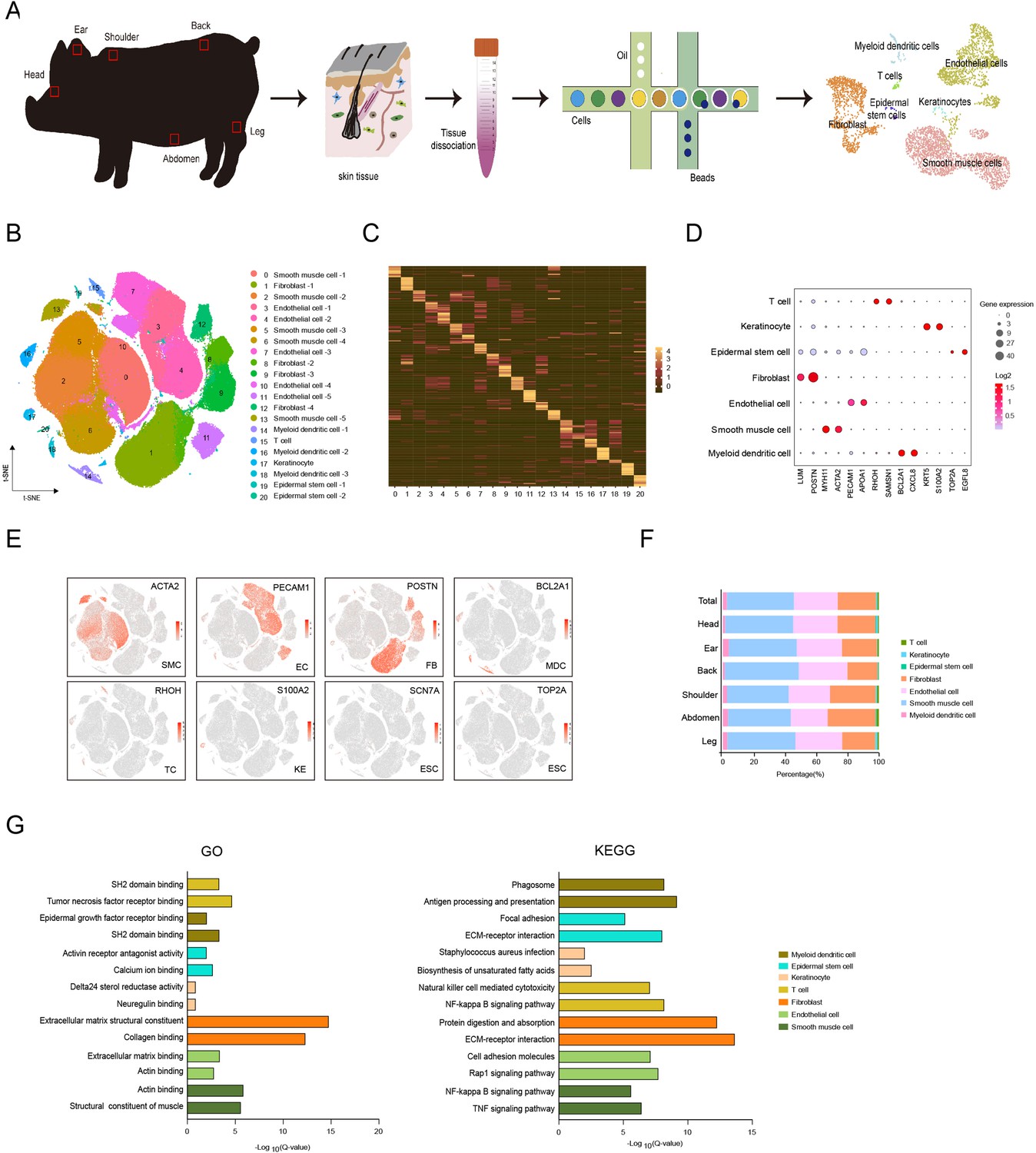 A Single-cell Transcriptome Atlas Of Pig Skin Characterizes Anatomical ...