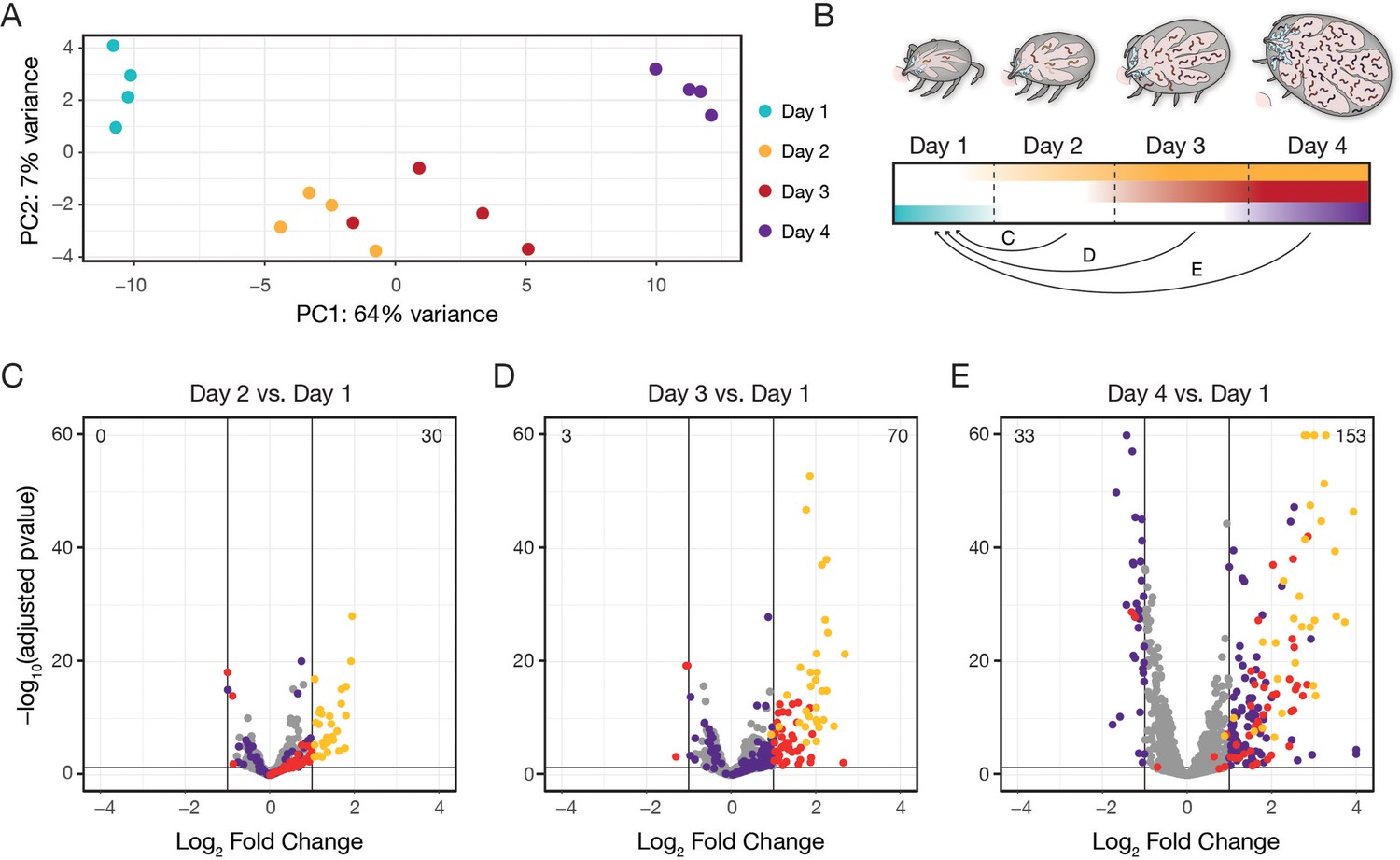 Longitudinal Map Of Transcriptome Changes In The Lyme Pathogen Borrelia ...