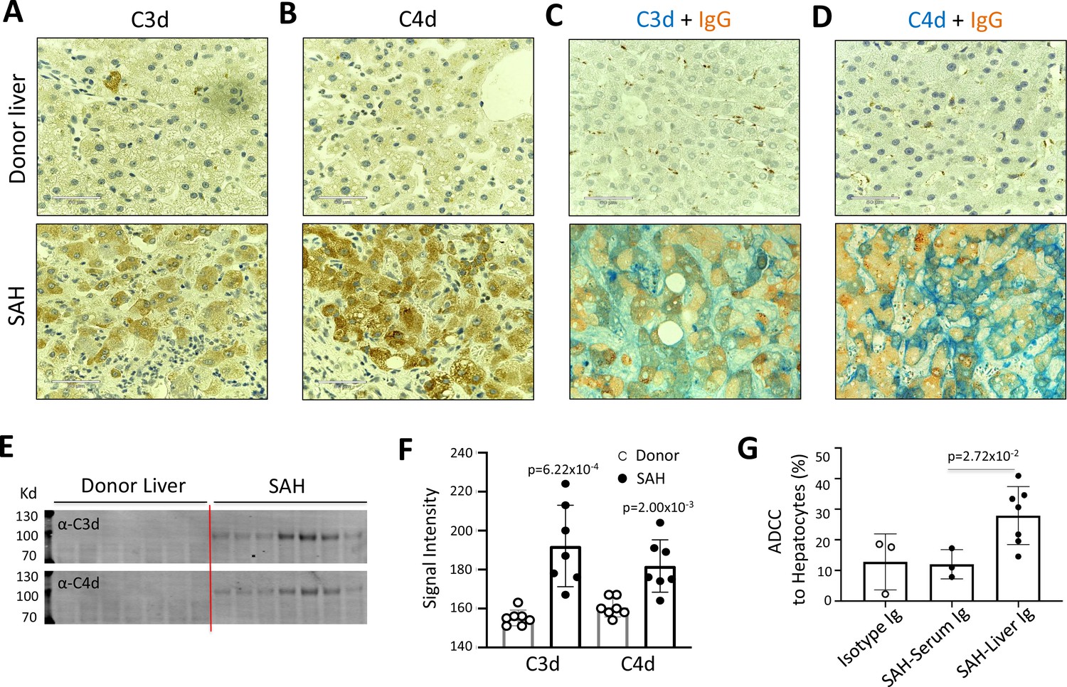 Discovery and characterization of cross-reactive intrahepatic 