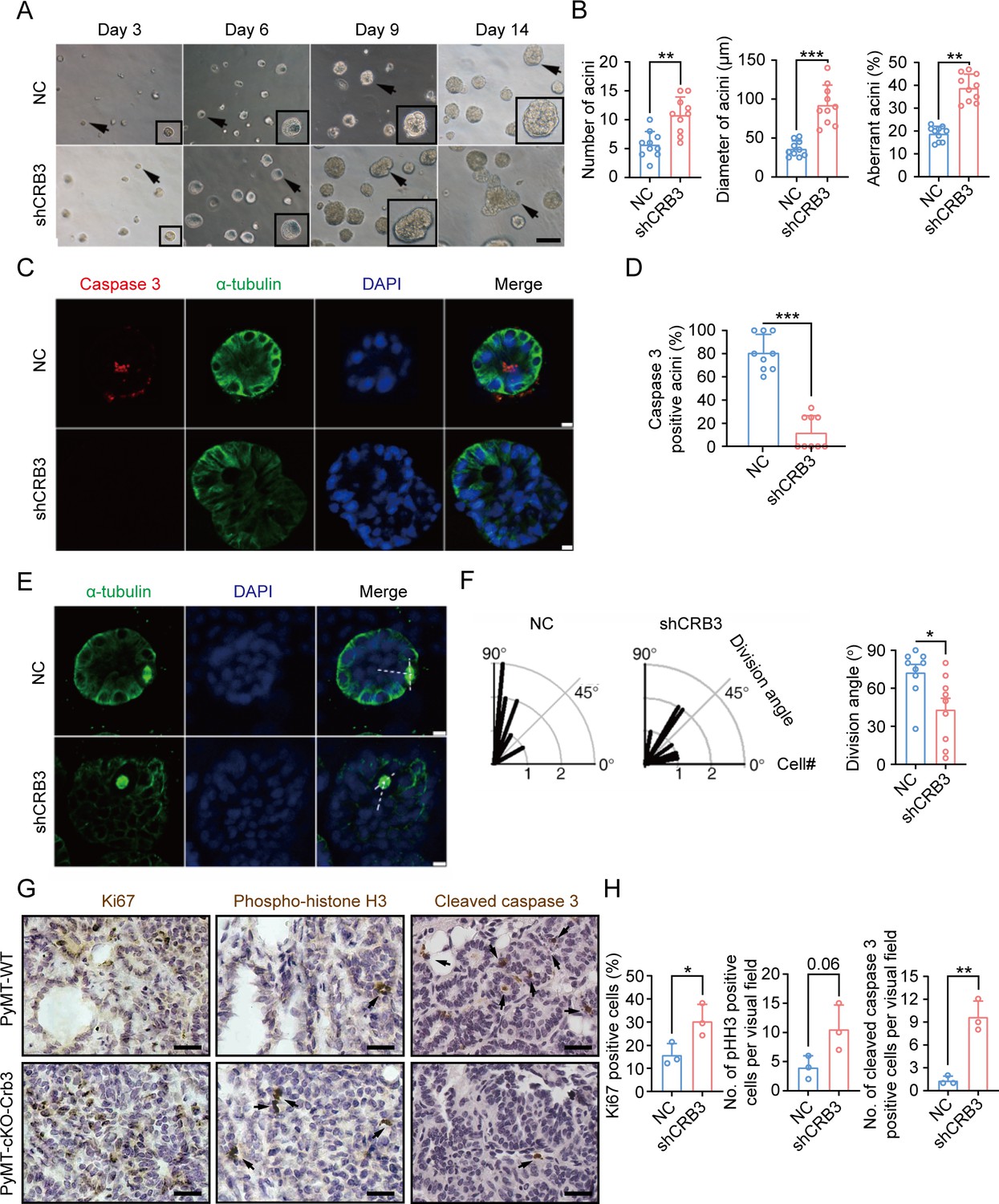 CRB3 navigates Rab11 trafficking vesicles to promote γTuRC assembly ...