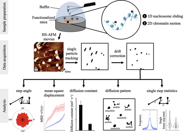 Single molecule analysis of CENP-A chromatin by high-speed atomic force ...