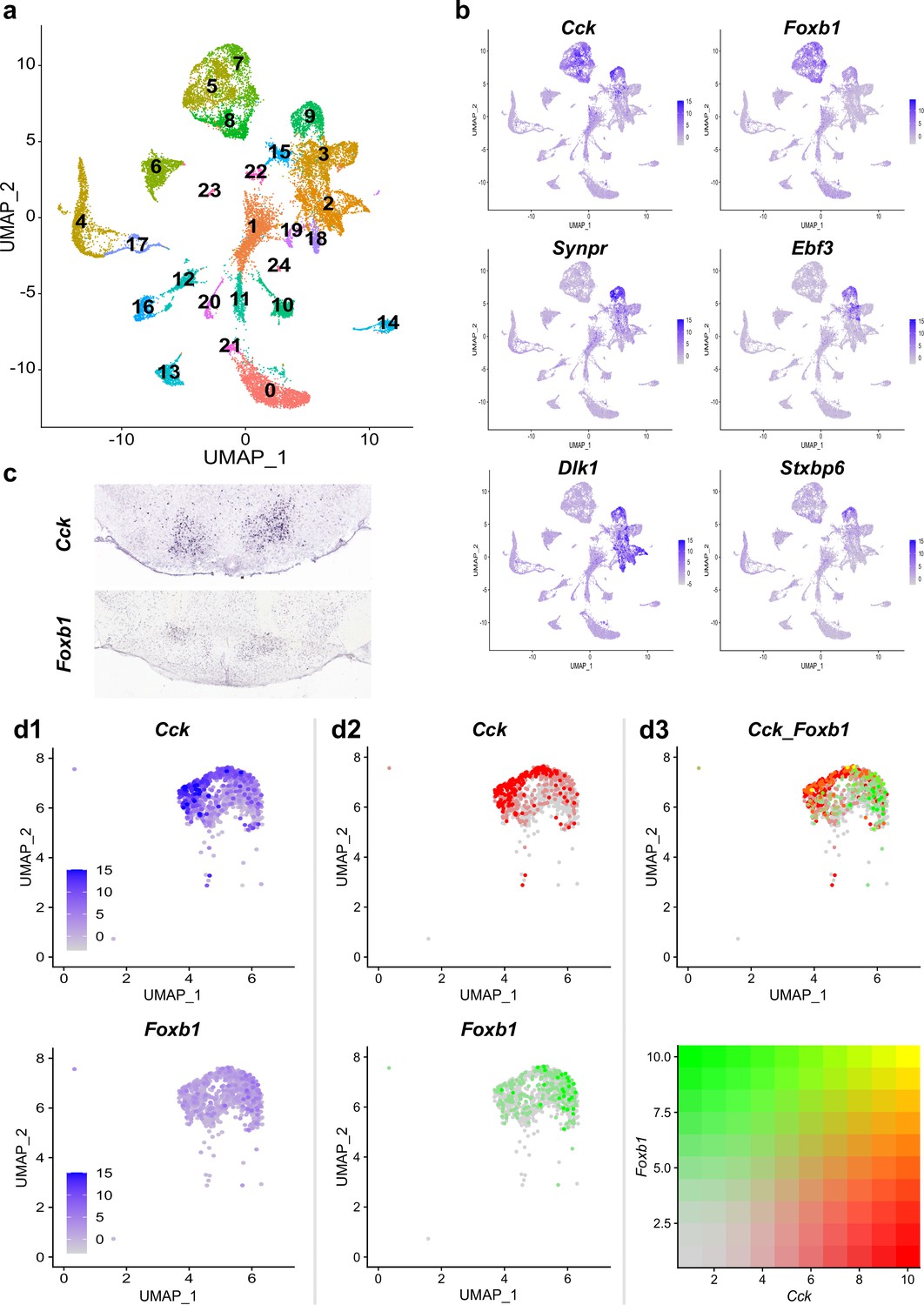 Chemo- and optogenetic activation of hypothalamic Foxb1-expressing 