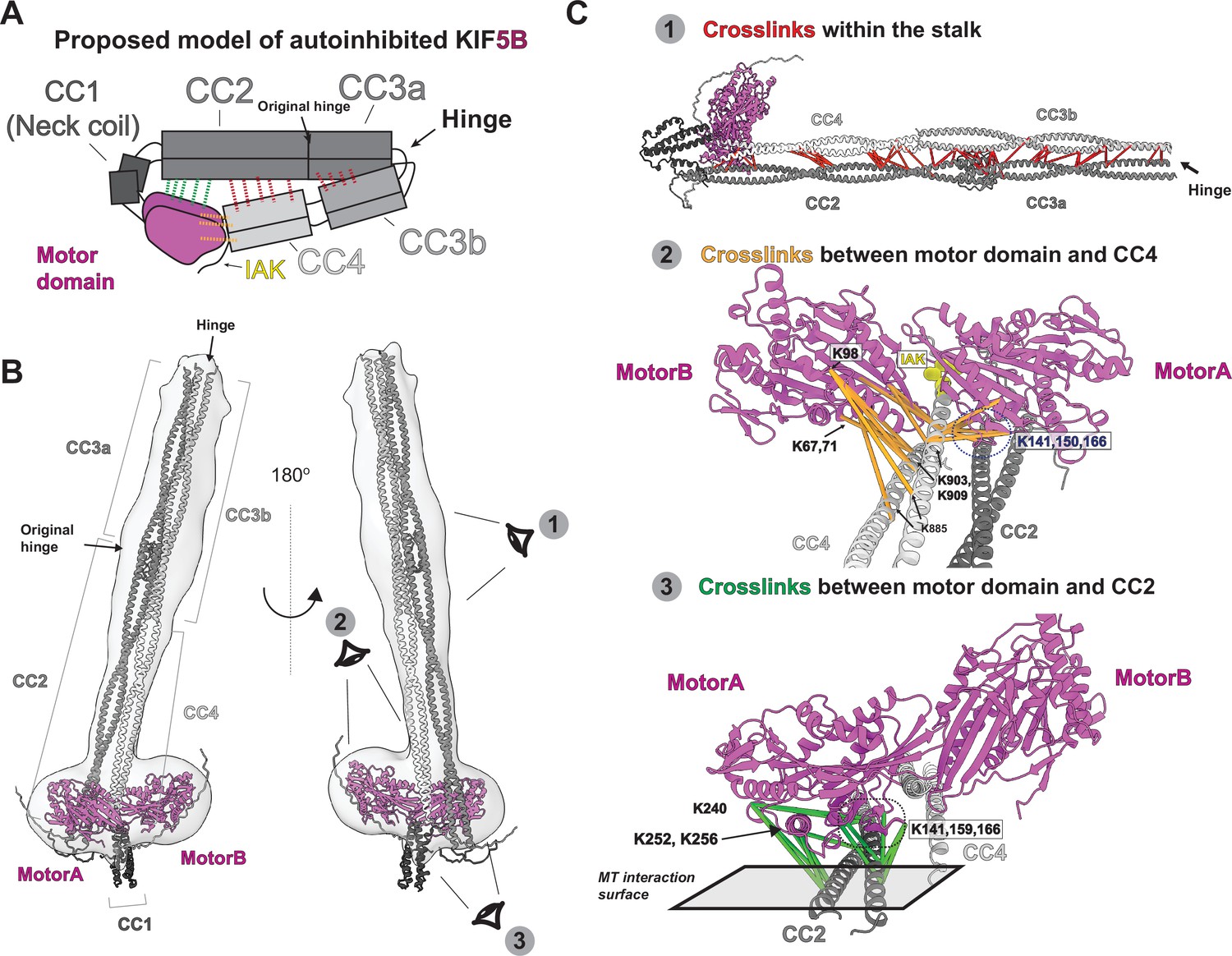 Autoinhibited kinesin-1 adopts a hierarchical folding