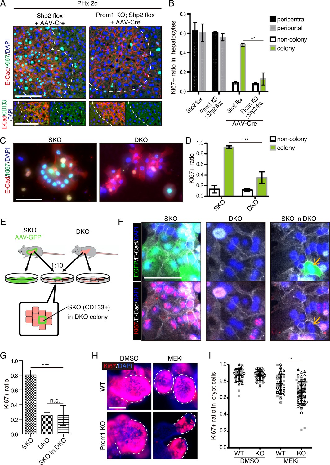 Identification of CD133+ intercellsomes in intercellular