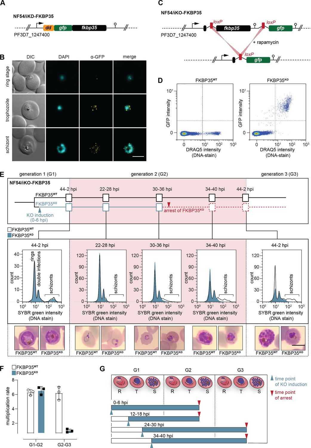 Genetic validation of PfFKBP35 as an antimalarial drug target | eLife