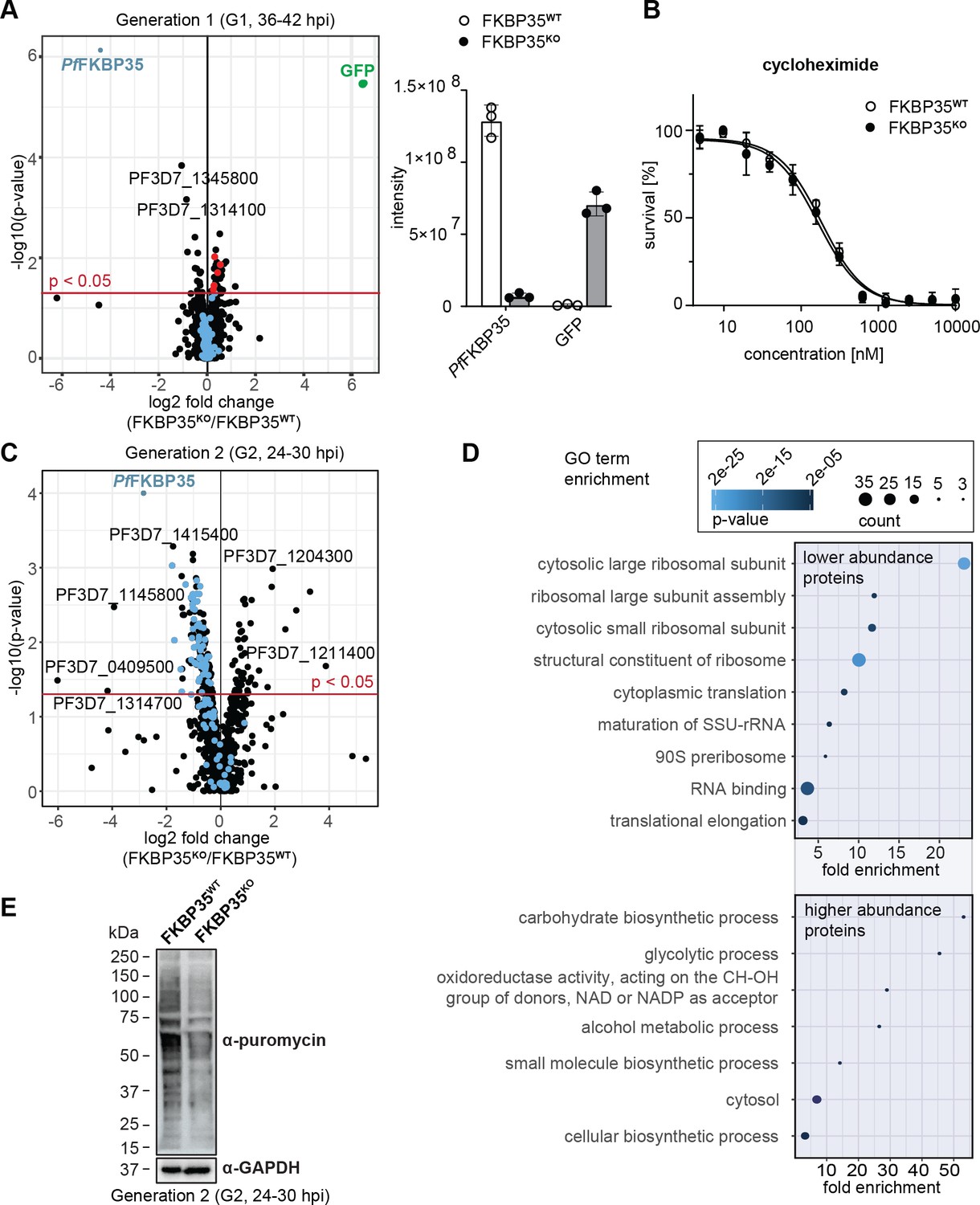 Genetic validation of PfFKBP35 as an antimalarial drug target | eLife