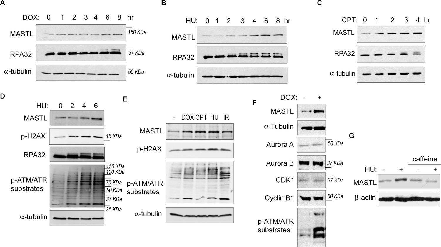 The ATM-E6AP-MASTL axis mediates DNA damage checkpoint recovery 