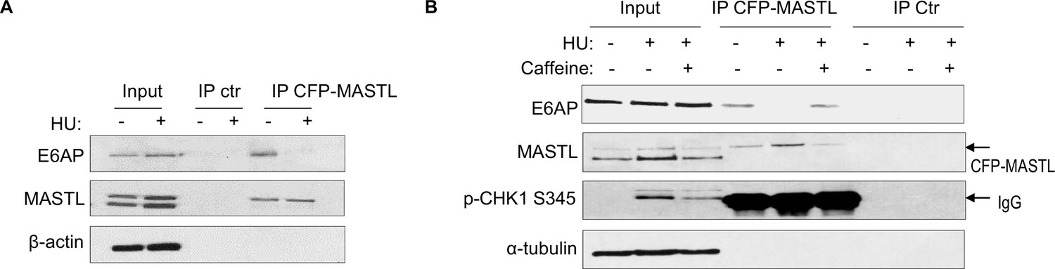 The ATM-E6AP-MASTL axis mediates DNA damage checkpoint recovery 