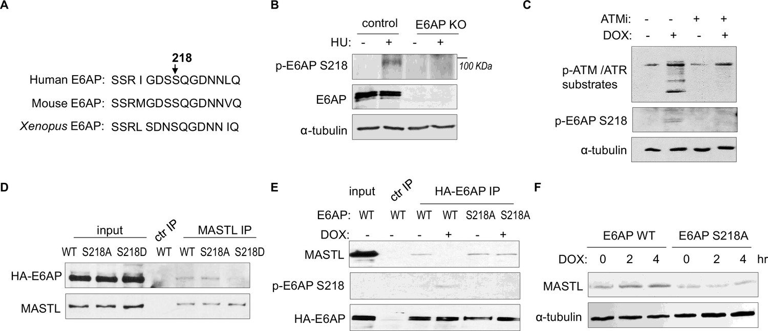 The ATM-E6AP-MASTL axis mediates DNA damage checkpoint recovery 